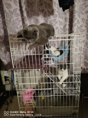  猫笼