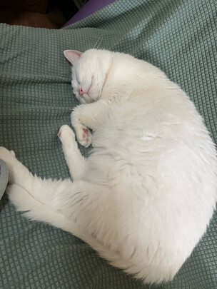 膨润土猫砂