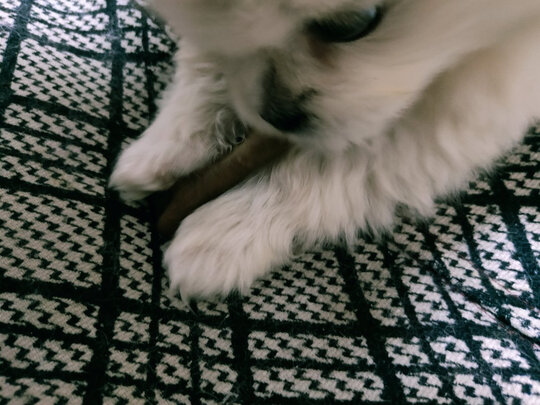 狗狗磨牙棒