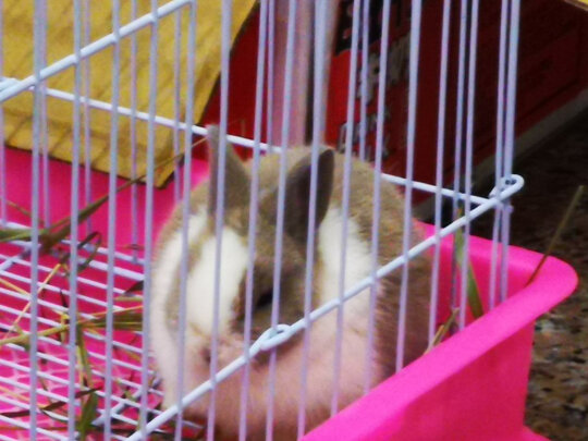 兔粮