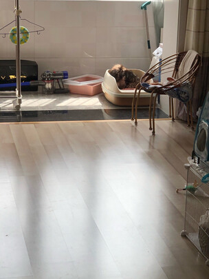 猫砂盆
