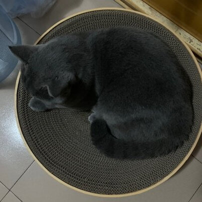 猫窝