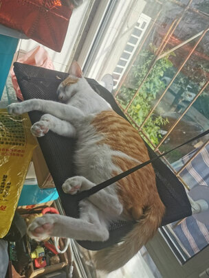 猫窝