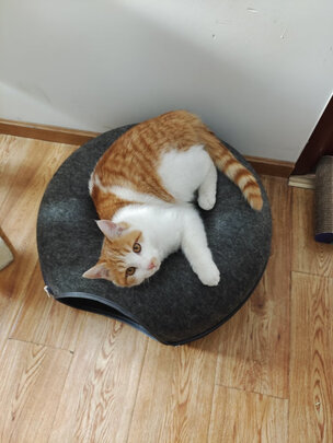 猫窝
