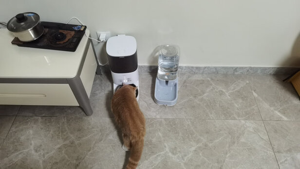 猫碗狗碗