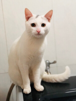 猫粮