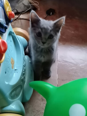 猫包