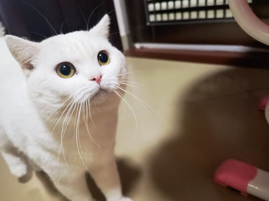 猫狗梳子