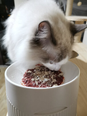 猫碗狗碗