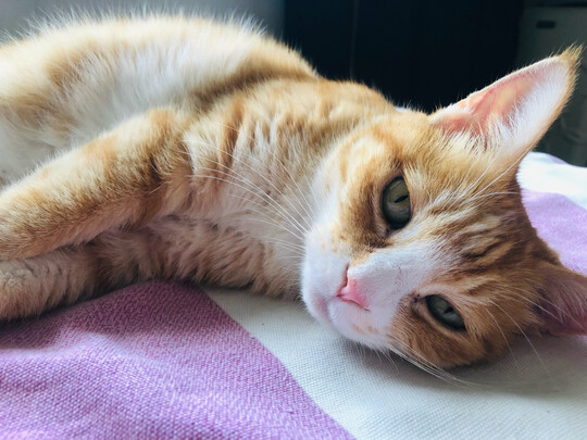 猫粮罐头