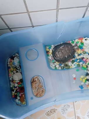 龟粮饲料
