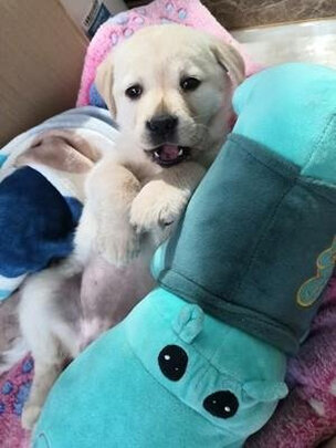 狗狗除臭剂