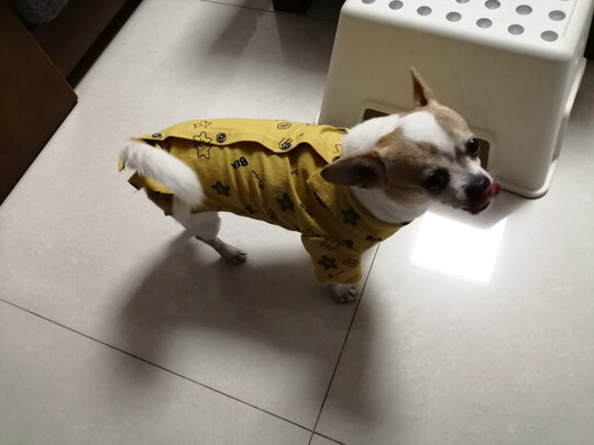 狗狗雨衣