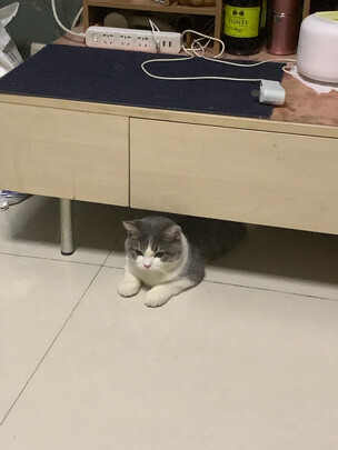 豆腐猫砂