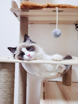 猫爬架