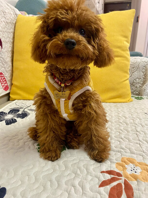 狗粮