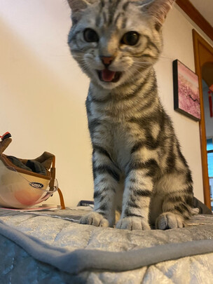 逗猫玩具