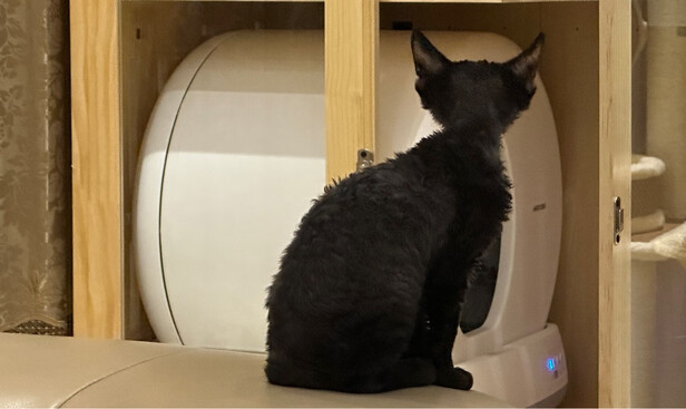 猫砂铲