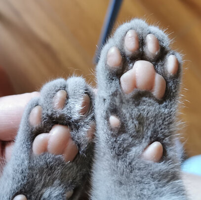  狗狗电推剪