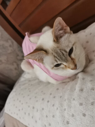 猫咪手术服