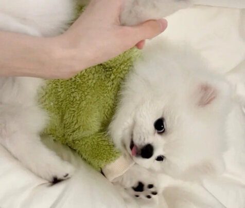 宠物除臭剂