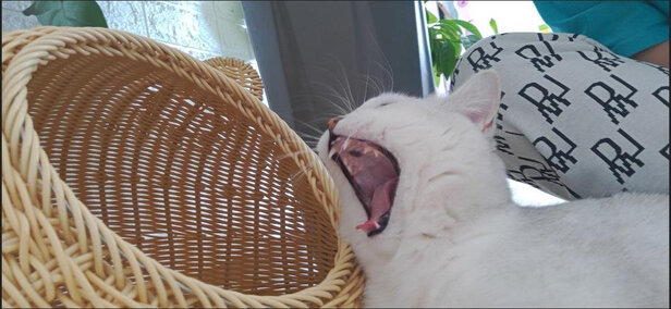 猫窝