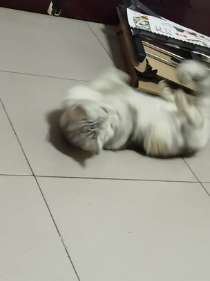 猫粮罐头