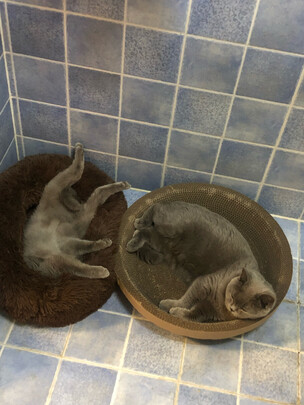 猫笼