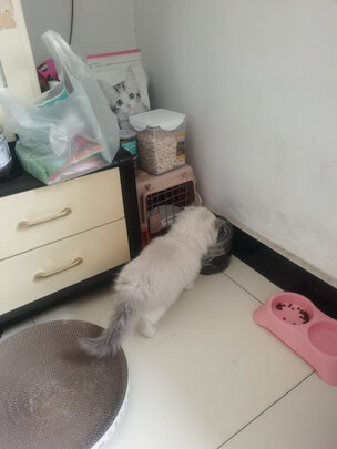 宠物饮水机