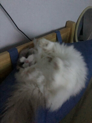 膨润土猫砂