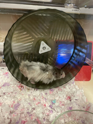 仓鼠笼子