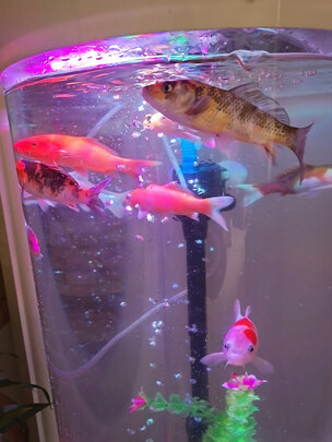 鱼缸净水剂