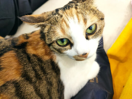 猫咪手术服