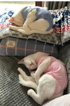 猫咪手术服