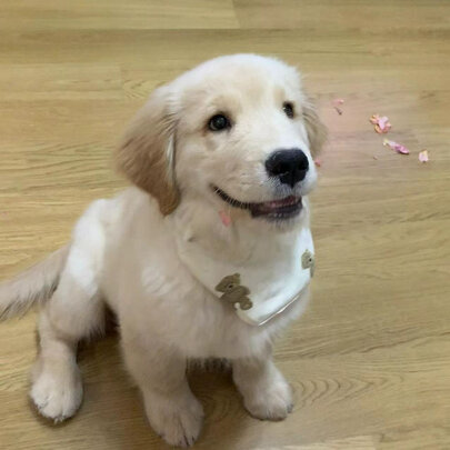 狗狗嘴套