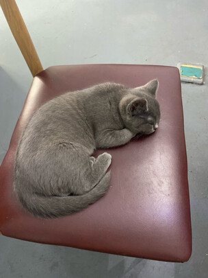 猫粮