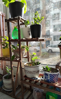 花架