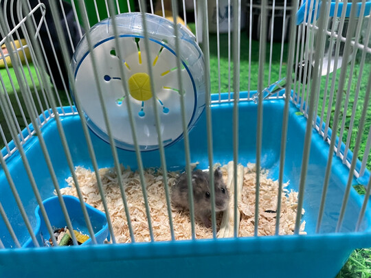 仓鼠水壶