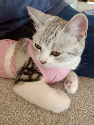 猫咪手术服