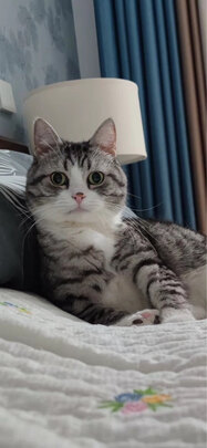 豆腐猫砂