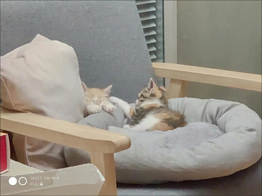 狗窝