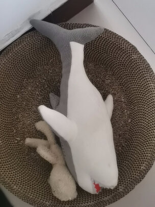 猫抓板