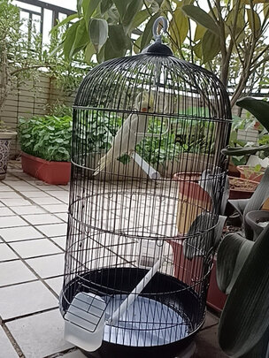 鸟笼