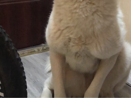  狗笼