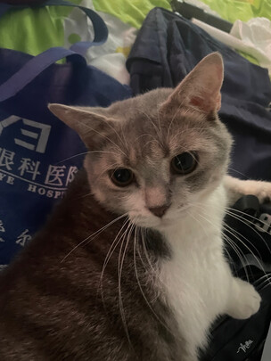 膨润土猫砂