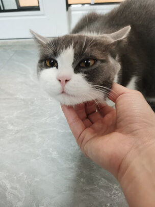 猫粮