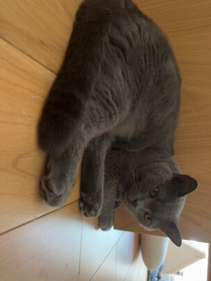 猫冻干