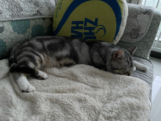 猫窝