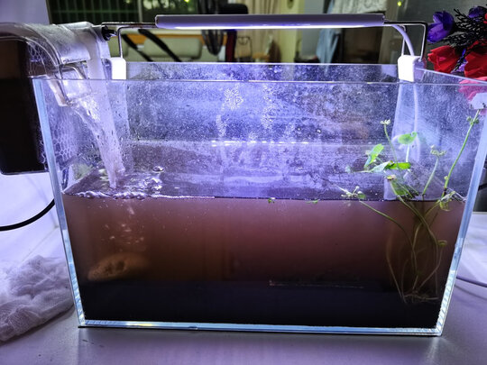 水草泥