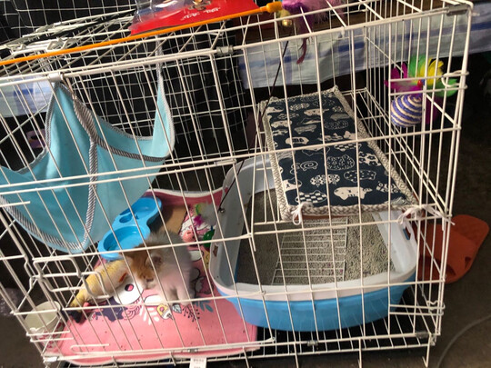  猫笼